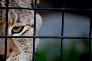 lynxCaged