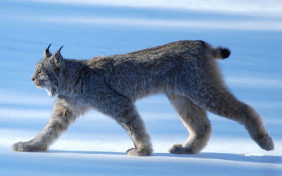 Groups Sue Over Critical Lynx Habitat