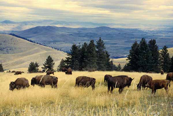 Bison_herd_grazing_at_the_National_Bison_Range