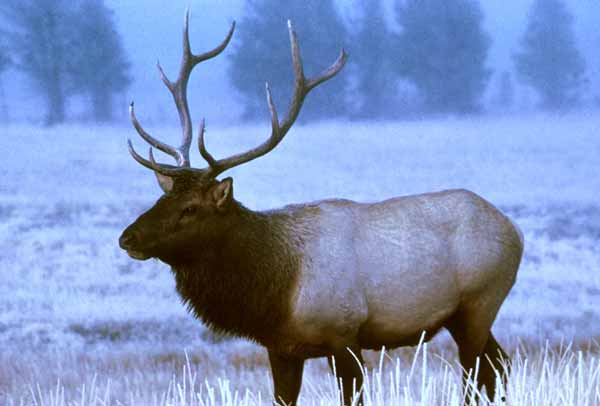 Bull-Elk