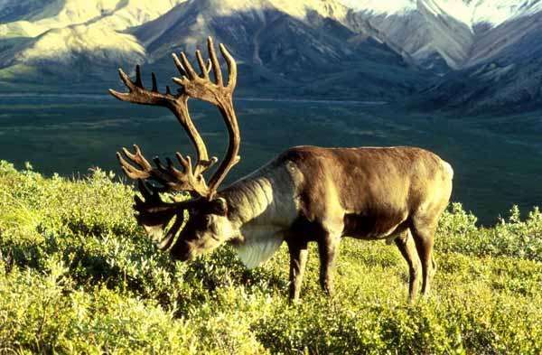 Caribou-1