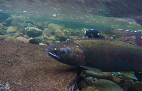 Coho