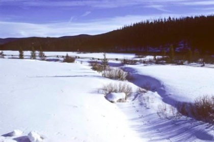 mtWild42