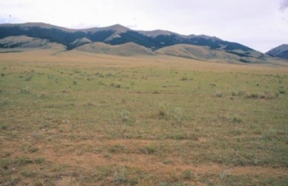 mtWild51