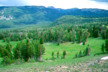 mtWild64