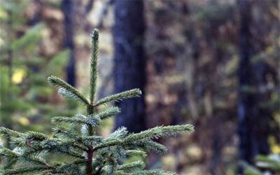 Nature Conservancy Ends Logging on Swan Valley ‘Legacy Lands’