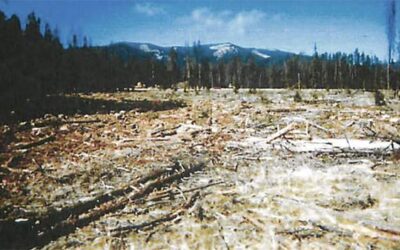 Judge Halts Beaverhead Deerlodge Timber Project