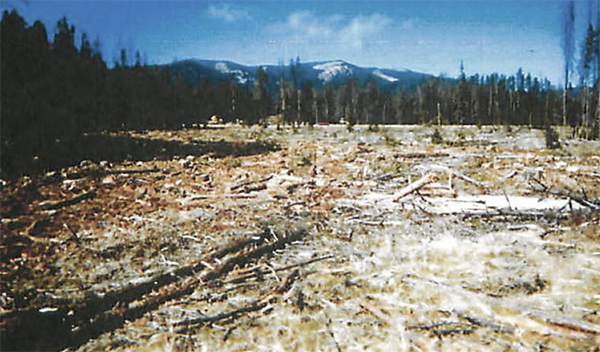 Judge Halts Beaverhead Deerlodge Timber Project