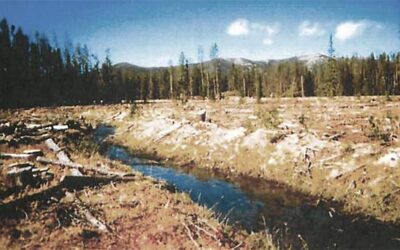 Conservation groups sue Forest Service over secret clearcut on Beaverhead-Deerlodge National Forest