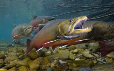 Conservation Groups Sue Feds over Bull Trout Recovery Plan