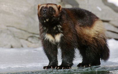Judge says climate change threatens wolverines