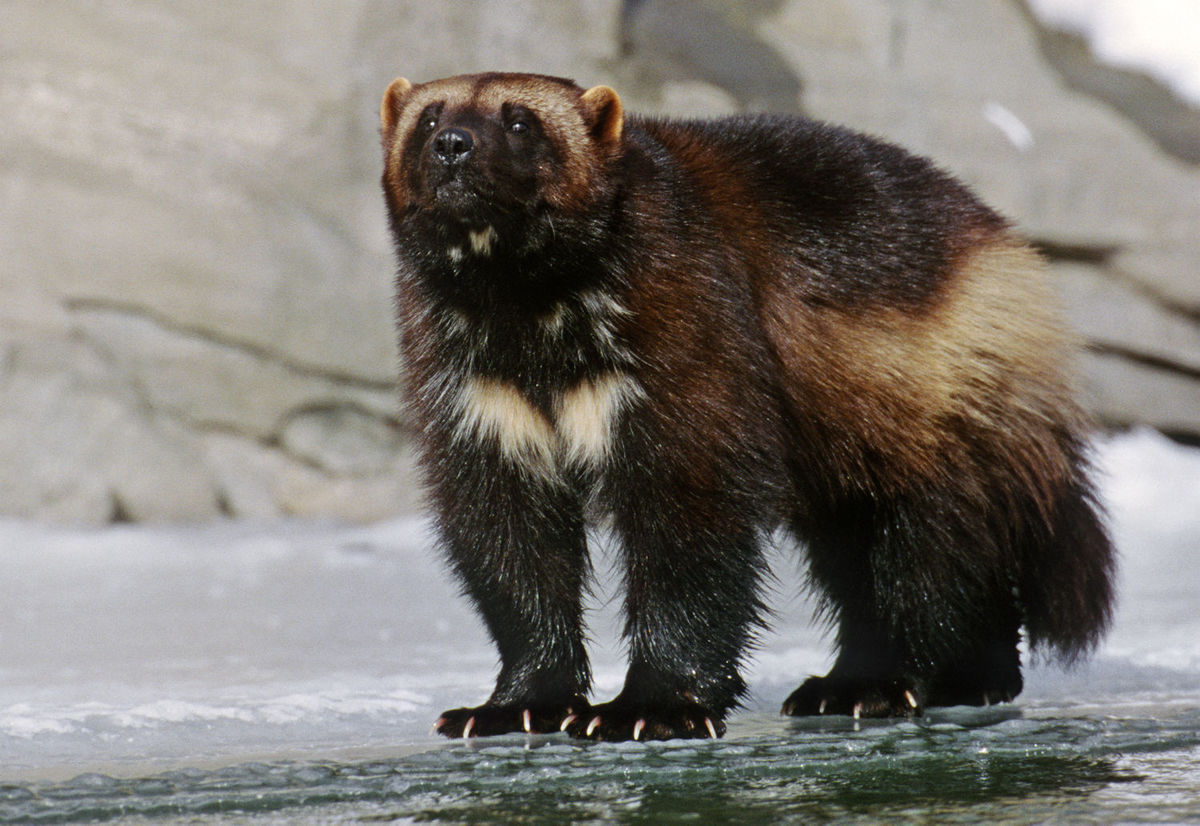 Judge says climate change threatens wolverines