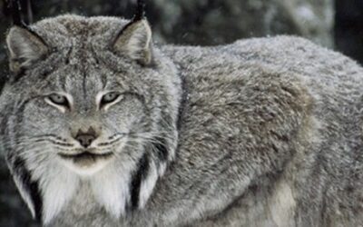 A Victory for the Lynx