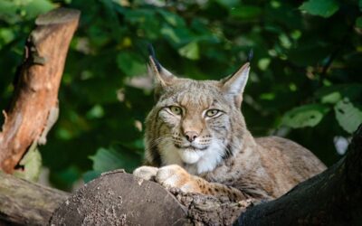 Ninth Circuit Court of Appeals halts East Reservoir Timber Sale