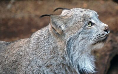 Federal Court Stops Massive Red Lodge Area Logging Project