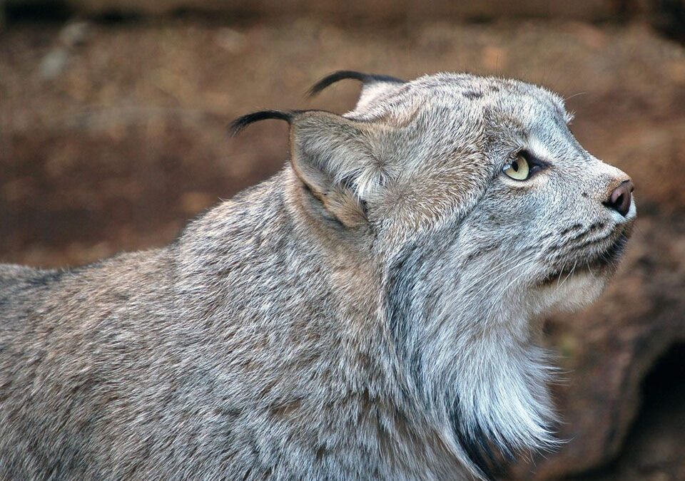 Federal Court Stops Massive Red Lodge Area Logging Project