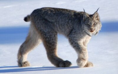 Judge Blocks Montana Logging Project in Canada Lynx Habitat