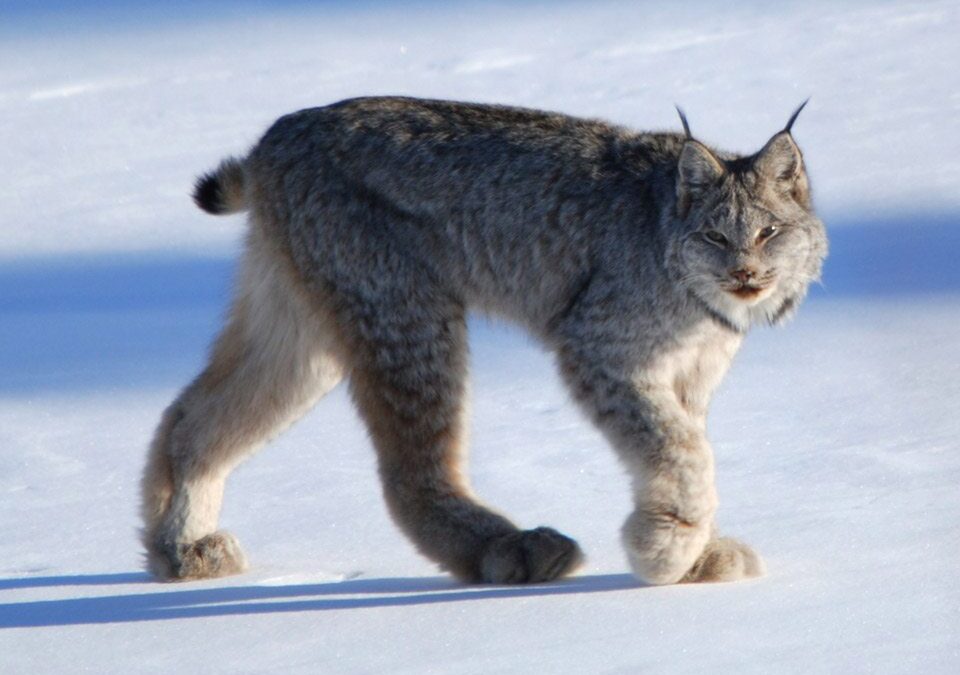 Judge Blocks Montana Logging Project in Canada Lynx Habitat