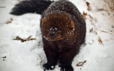 Conservation Groups Challenge Timber sale in the Swan Valley to protect big game and fisher habitat