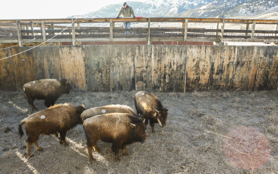 25 bison to be sent to Corwin Springs; slaughter to resume