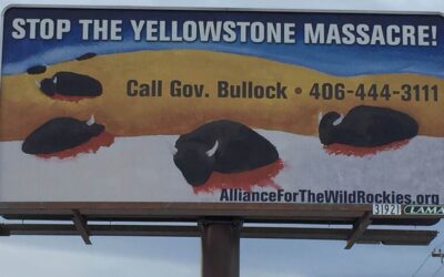 Stop the Yellowstone Massacre of Bison
