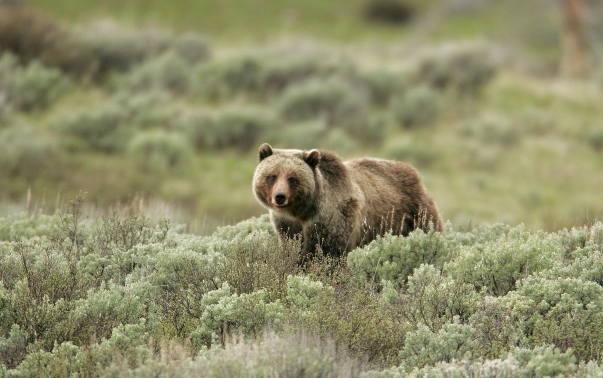 Cabinet-Yaak grizzly bears get day in court