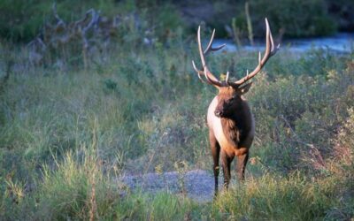 Conservation Groups Challenge Blackfoot Timber sale that threatens elk, grizzly bear and lynx habitat