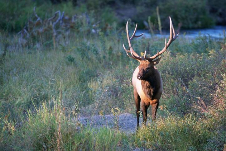 Conservation Groups Challenge Blackfoot Timber sale that threatens elk, grizzly bear and lynx habitat