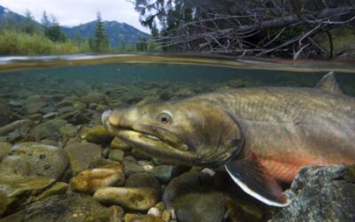 Alliance for the Wild Rockies Lawsuit Forces Federal Agencies to Consult on Dams in Bull Trout Critical Habitat