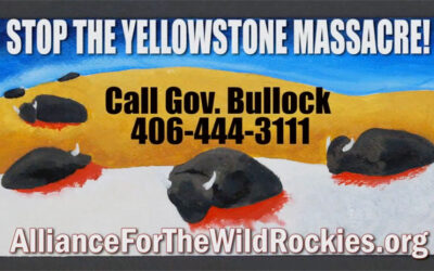 Donate for TV ads to stop yellowstone bison massacre