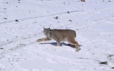 Delisting of lynx based on pending court date, not science