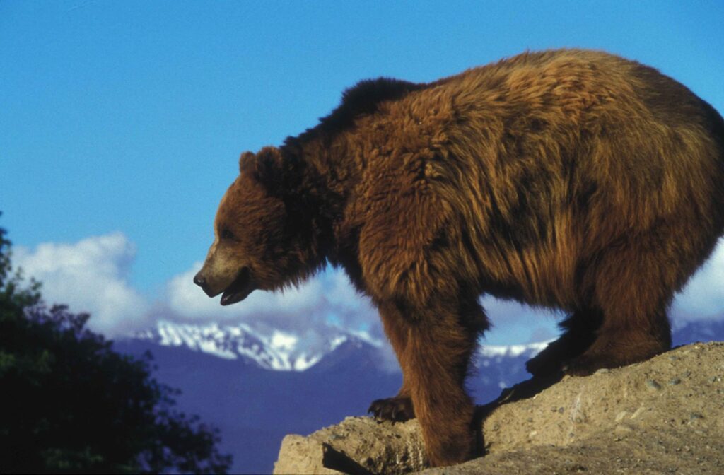 Grizzly_bear_on_a_rock_overlooking Alliance For The Wild Rockies