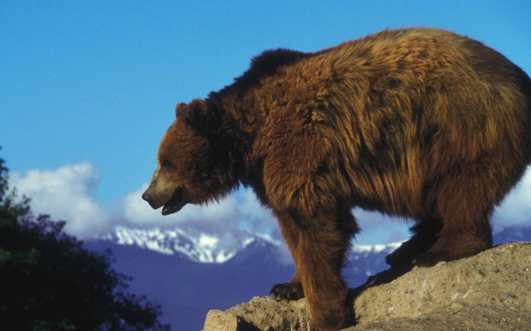 Grizzly_bear_on_a_rock_overlooking