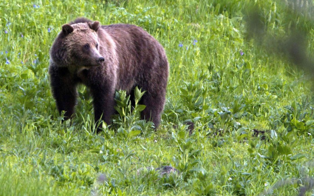 Judge extends order blocking grizzly hunt