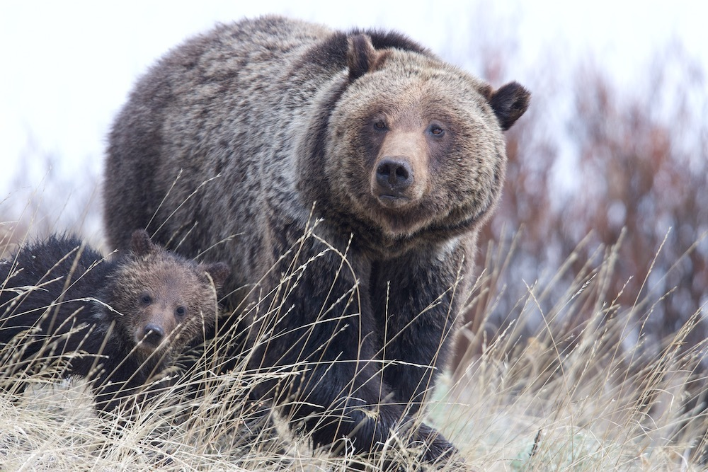 Judge extends order blocking grizzly hunt