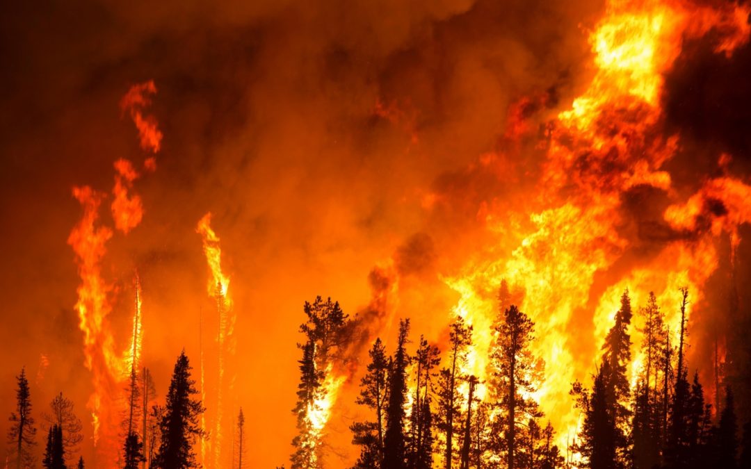Using wildfires as an excuse to plunder forests