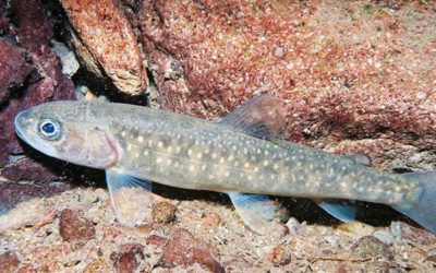 Alliance to Sue Trump Administration for Bull Trout fatalities