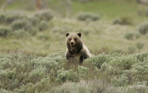 Alliance for the Wild Rockies Challange Killing of Yellowstone Grizzlies to Protect Wyoming Cows