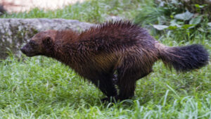 wolverine running