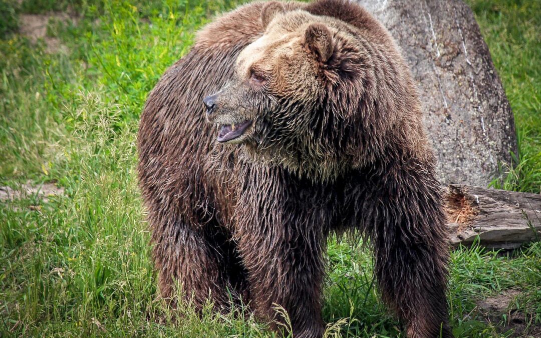 Court Denies State, Federal Bid to Strip Yellowstone Grizzlies of ESA Protections Tribes, Conservationists Win; States, Feds Lose
