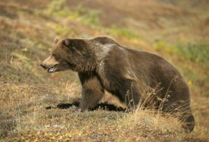 grizzly bear climbing a grassy hill