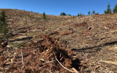 Alliance for the Wild Rockies challenges plans to log grizzly habitat in Ninemile