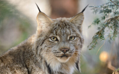 Massive logging and burning project next to Yellowstone National Park challenged over impacts to old-growth forest