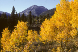 aspen trees