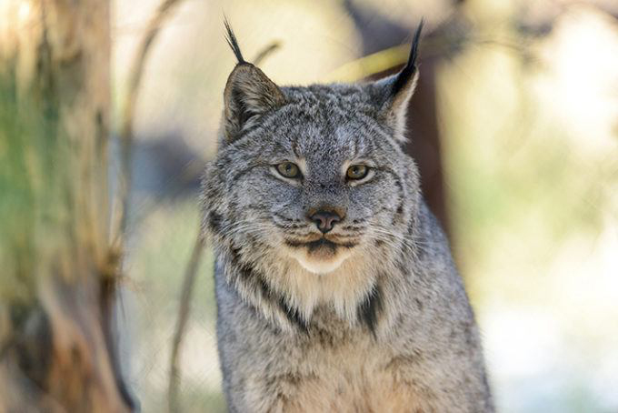 Why We’re Suing to Stop the Forest Service From Clearcutting Lynx Habitat in Greater Yellowstone
