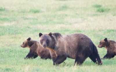 Protecting grizzly habitat