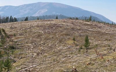 Time to Stop Clearcutting Our National Forests