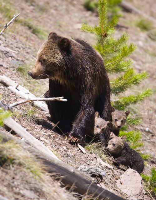 Big Victory for Grizzly Bears and Wild, Free-Roaming Elk in Montana