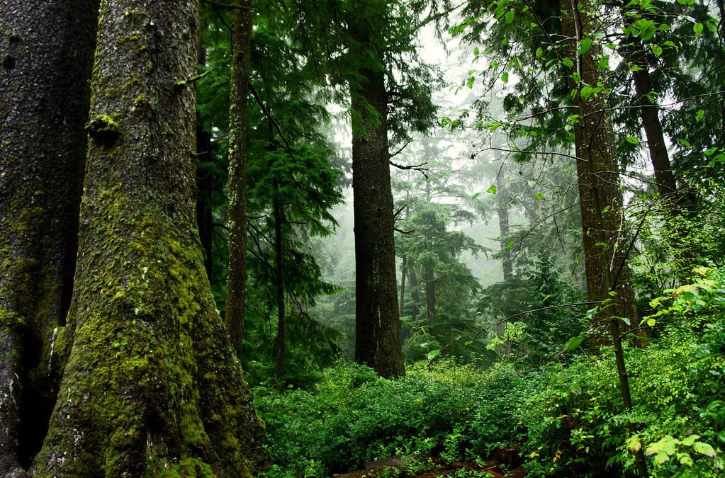 Protect Old Growth and Mature Forests