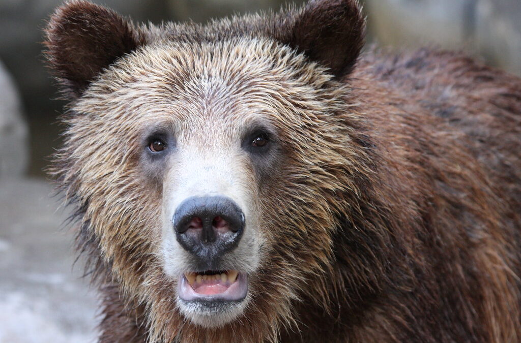 Help the Alliance protect Yellowstone Grizzly Bears